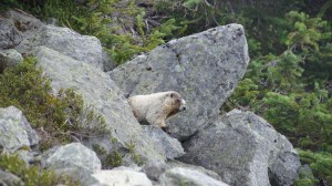 marmot