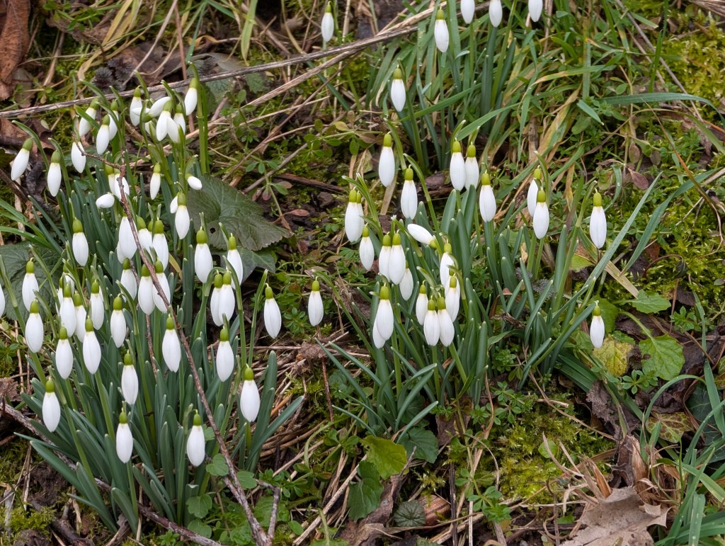 Schneeglöckchen