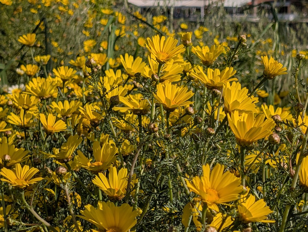 Keine Butterblumen!